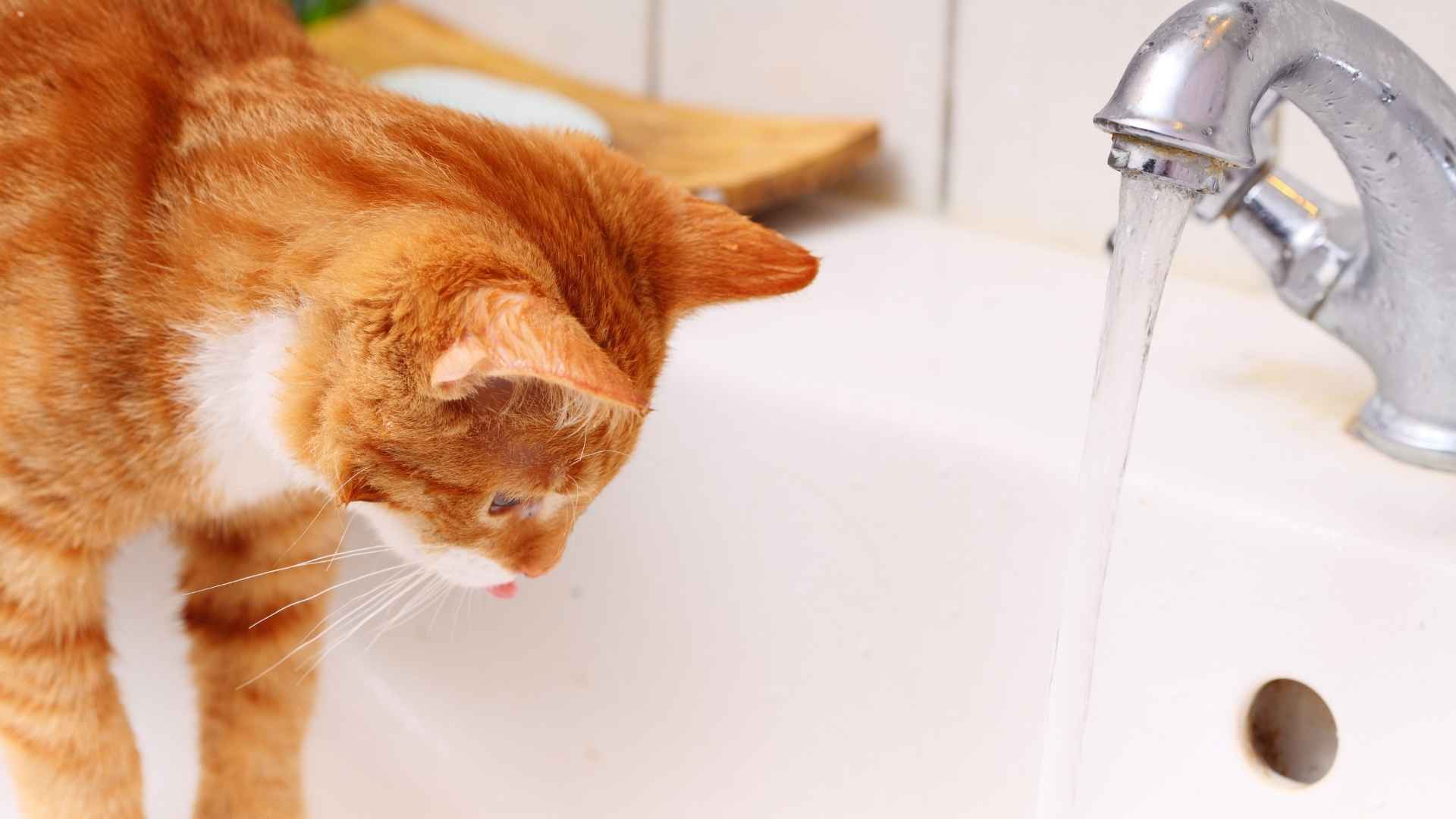 Gato bebiendo agua del grifo